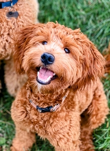 F1 Mini Goldendoodle Gouda of Bolt & Tyke